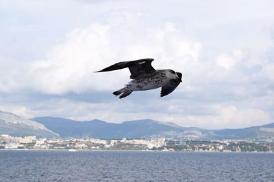 Seagull flying over the sea