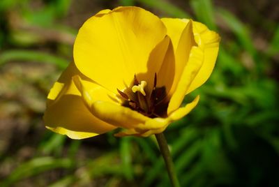 Close-up of yellow flower in field