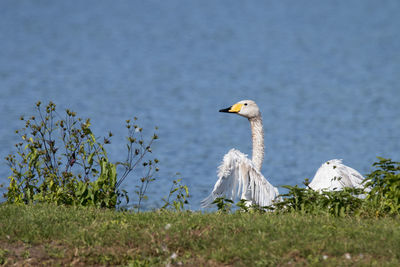 Swan in a lake