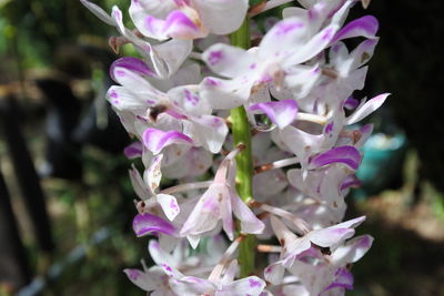 Close-up of pink flowering plant