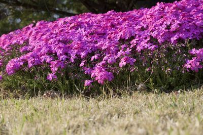 Purple flowers blooming in field