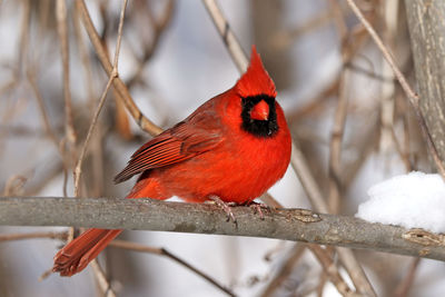 Close-up of bird perching on branch