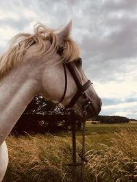 Close-up of a horse in the field