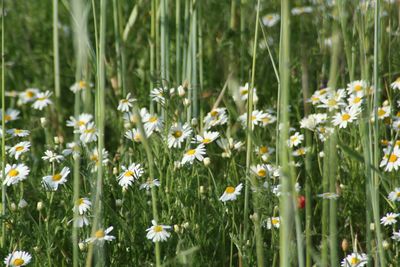 Close-up of white flowering plants on field