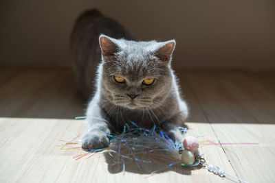 Close-up of cat sitting on table