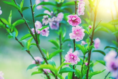 Close-up of pink flowering plant