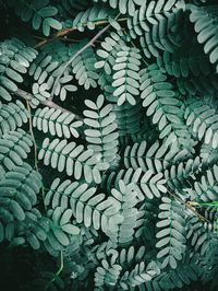 Full frame shot of plants