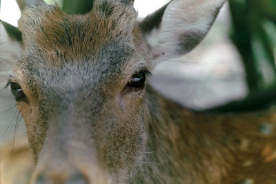 Close-up of deer