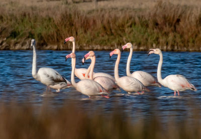 Flamingos  in a lake