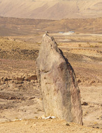 A bird sitting on the rock in desert