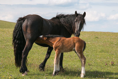 Foal sucking milk from her mother