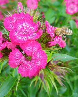 Close-up of wet pink flowers blooming outdoors