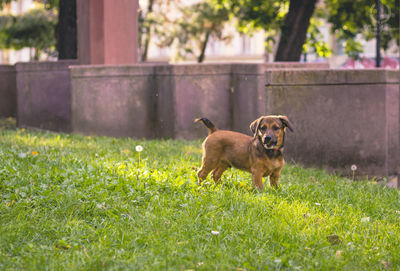 Dog standing in field