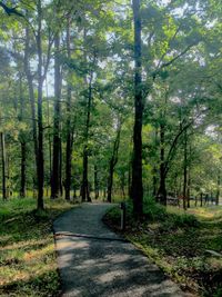 Road passing through trees