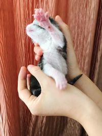 Close-up of hand holding cat