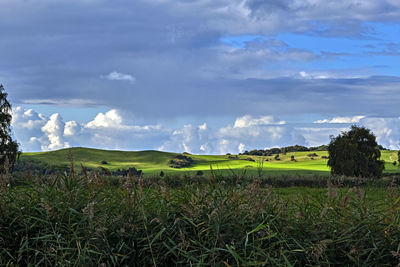 Scenic view of agricultural field against sky