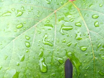 Full frame shot of wet leaf