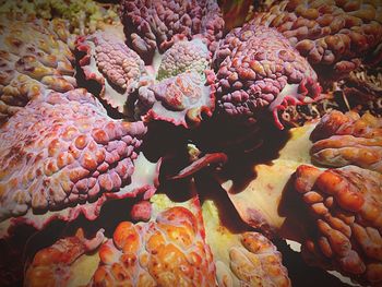 Close-up of vegetables in market