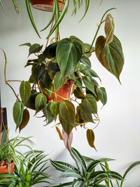 Close-up of green leaves on plant