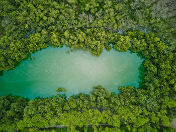 High angle view of trees on field