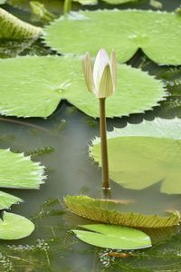 water lily