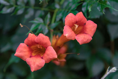 Close-up of red rose flower