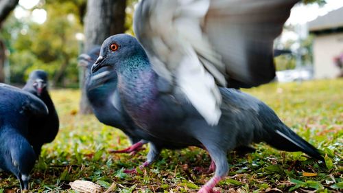 Close-up of birds perching on tree