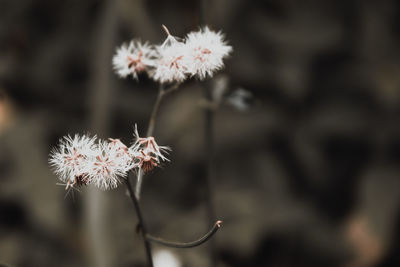 Close-up of wilted dandelion flower