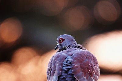 Close-up of eagle against blurred background