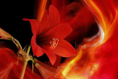 Close-up of red rose flower