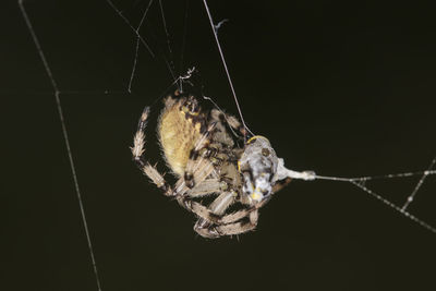 Close-up of spider on web against black background