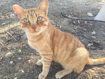 Portrait of cat