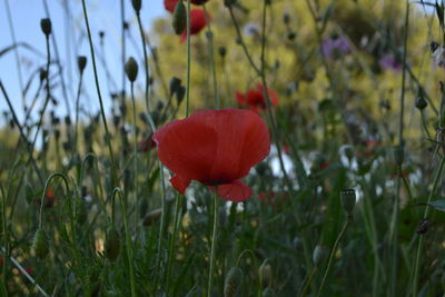 Close-up of red poppy flower on field