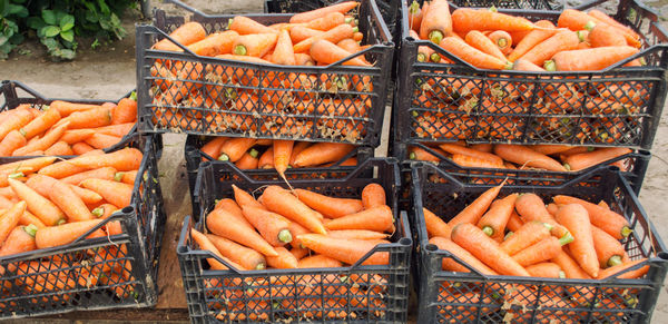 Freshly harvested carrots in boxes. eco friendly vegetables ready for sale. summer harvest. 