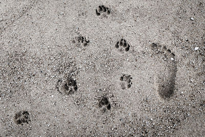 High angle view of footprints on sand