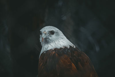 Close-up of eagle against blurred background