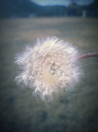 Close-up of dandelion