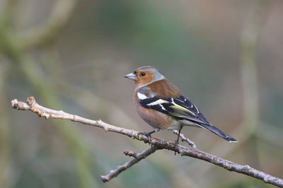 Close-up of bird perching on branch