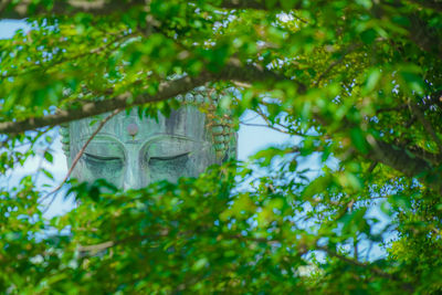 Close-up of statue against trees