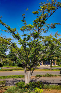 Trees in park against clear blue sky