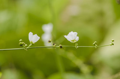 Close-up of white flowers