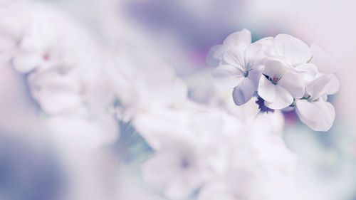 Close-up of white flowers