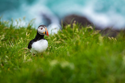 Bird in a field