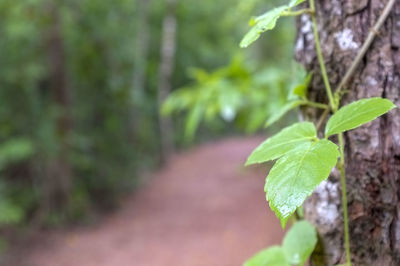 Close-up of plant