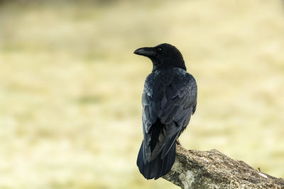 Close-up of raven perching on branch