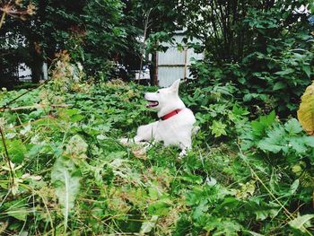 View of white dog running on plants