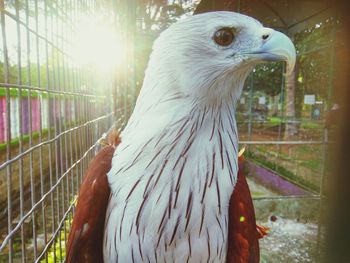 Bird in cage