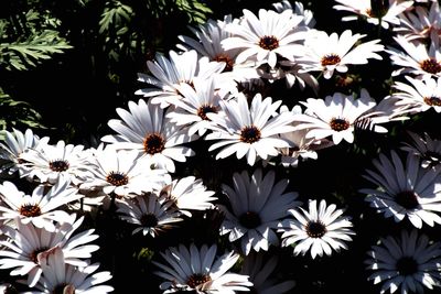 White flowers blooming outdoors