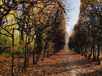 Footpath amidst trees in forest during autumn