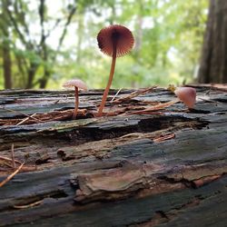 Close-up of mushroom growing on wood